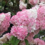 Гортензия метельчатая Ванилла Фрайз С35