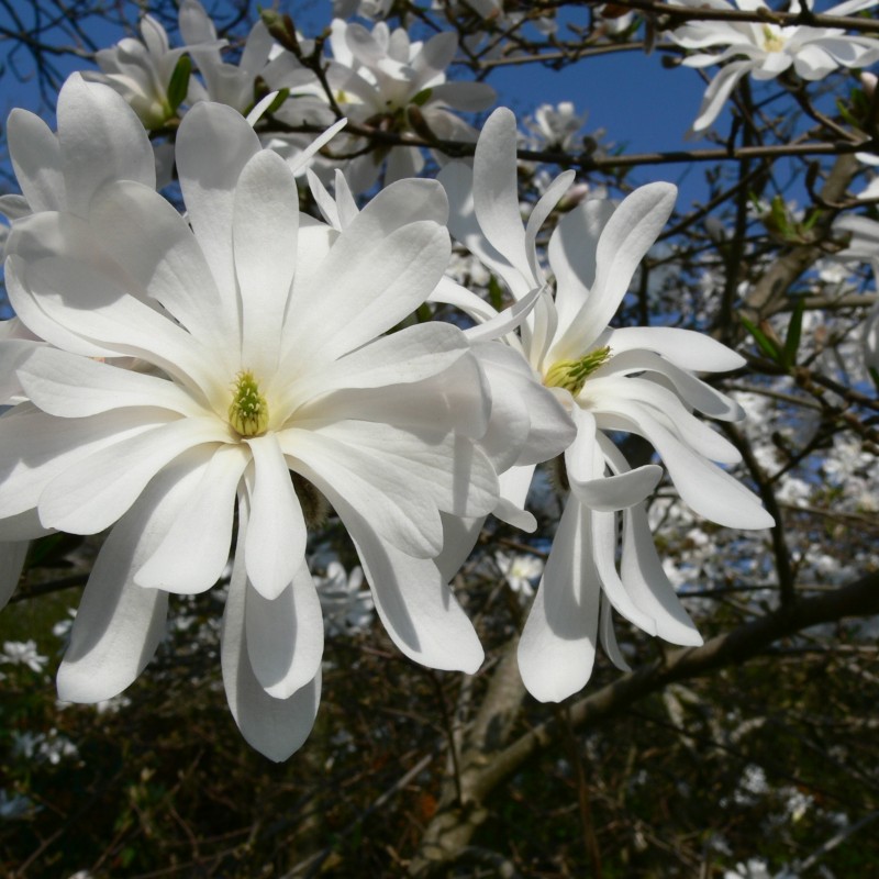 magnoliya-royal-star-s75.jpg Магнолия звездчатая Роял Стар С7,5 — изображение 1