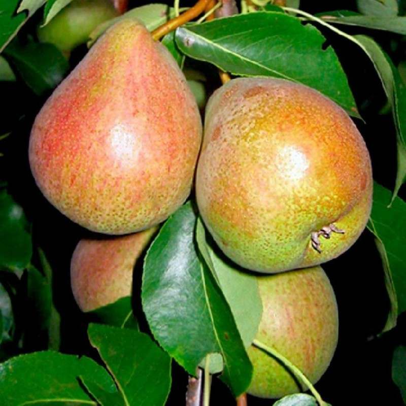 grusha-2-goda-v-assortimente-1.jpg Груша 2 года в ассортименте — изображение 1