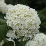Гортензия древовидная Аннабель С3 — изображение 5