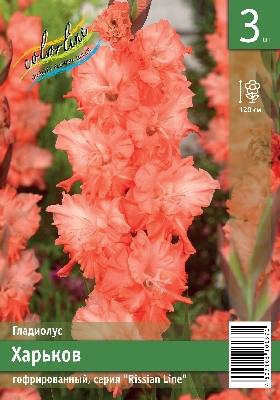 gladiolus-gofrirovannyj-harkov-3sht.jpg Гладиолус гофрированный Харьков 3шт. — изображение 1
