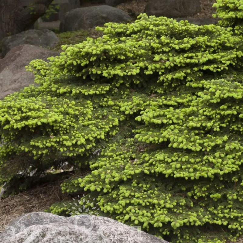 el-obyknovennaya-nidiformis-40-60.jpg Ель обыкновенная Нидиформис, 40-60 WRB — изображение 1