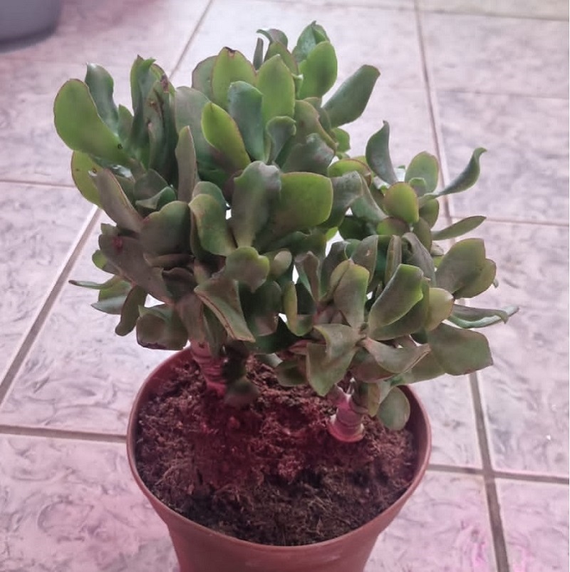 krassula-r14.jpg Крассула Р14 — изображение 1