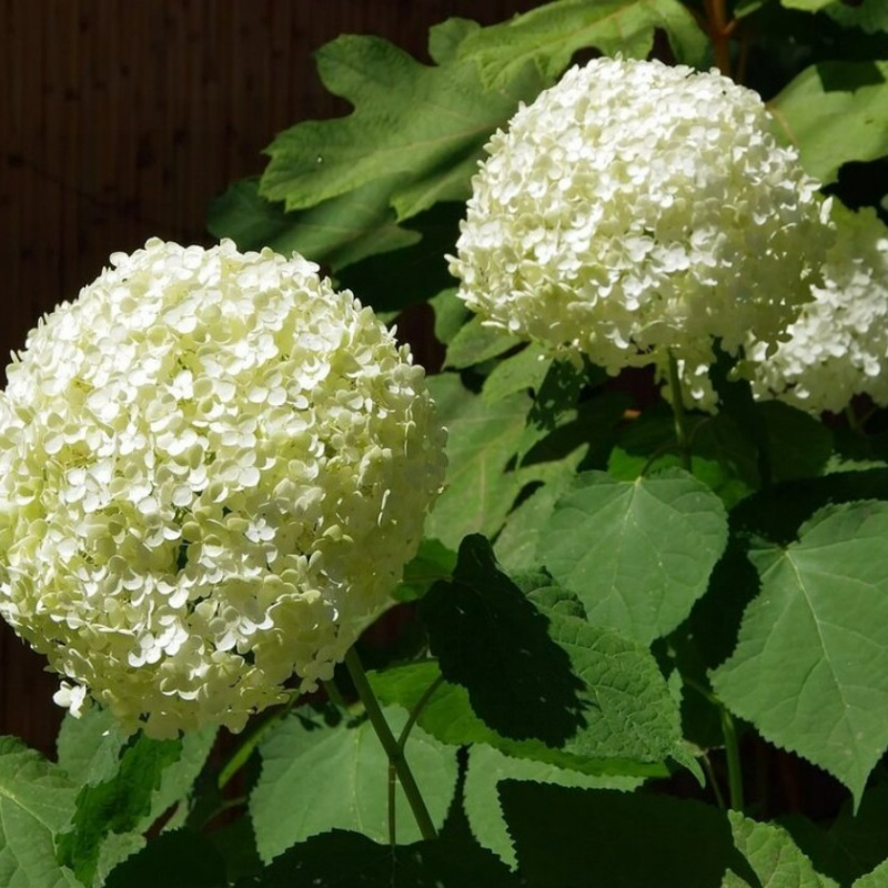gortenziya-drevovidnaya-vajt-boll-white-ball-s3.jpg Гортензия древовидная Вайт Болл (White Ball) С3 — изображение 1